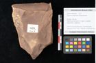 Foto (Objekt + Etikett) von Quercus palaeoilex Ettingshausen (NHMW-GEO-2024-0188-0809)